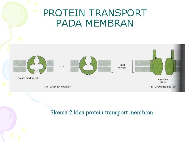 PROTEIN TRANSPORT PADA MEMBRAN Skema 2 klas protein transport membran 