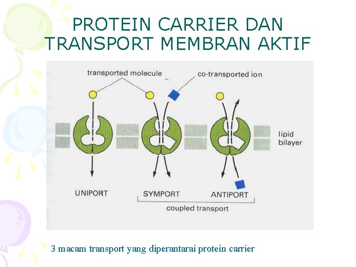 PROTEIN CARRIER DAN TRANSPORT MEMBRAN AKTIF 3 macam transport yang diperantarai protein carrier 