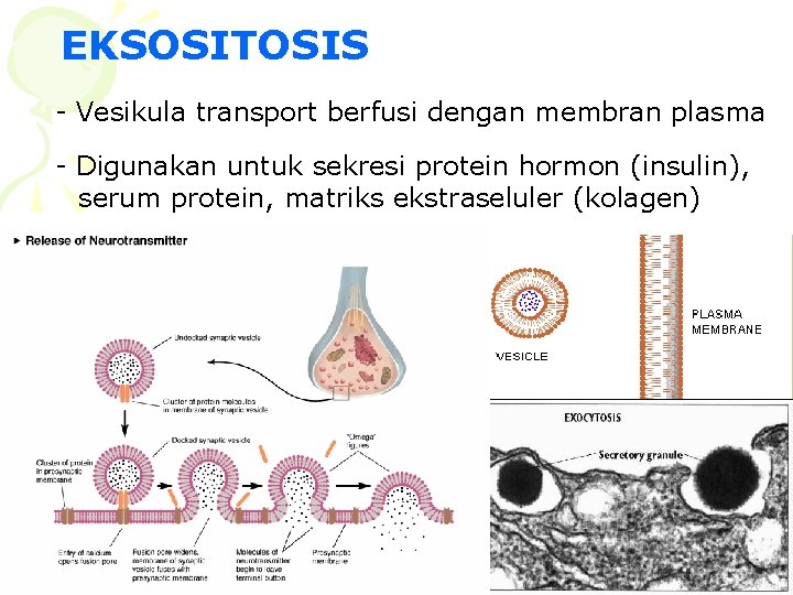 EKSOSITOSIS - Vesikula transport berfusi dengan membran plasma - Digunakan untuk sekresi protein hormon