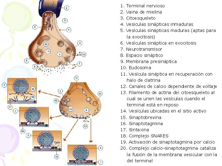 1. 2. 3. 4. 5. Terminal nervioso Vaina de mielina Citoesqueleto Vesículas sinápticas inmaduras