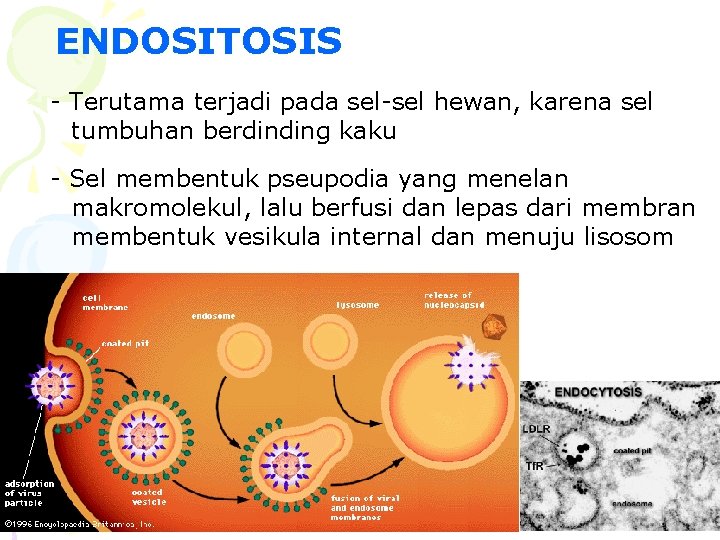 ENDOSITOSIS - Terutama terjadi pada sel-sel hewan, karena sel tumbuhan berdinding kaku - Sel