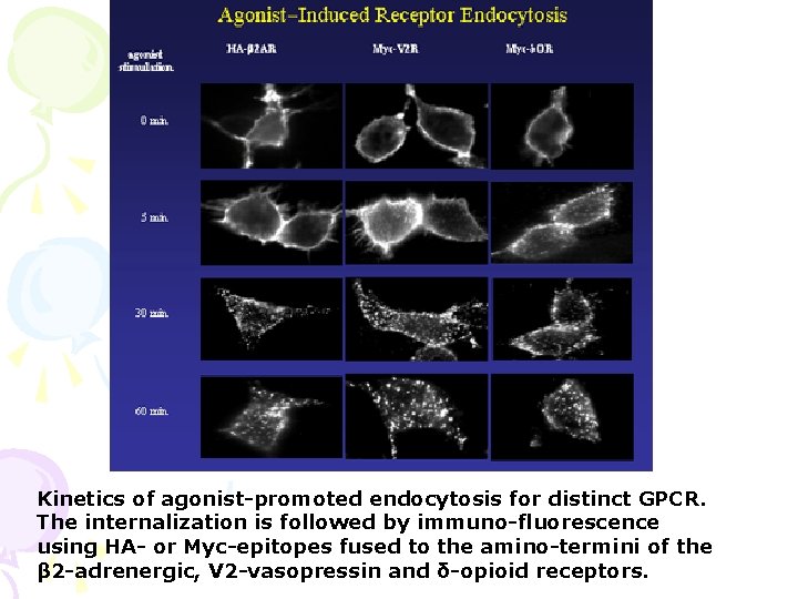 Kinetics of agonist-promoted endocytosis for distinct GPCR. The internalization is followed by immuno-fluorescence using