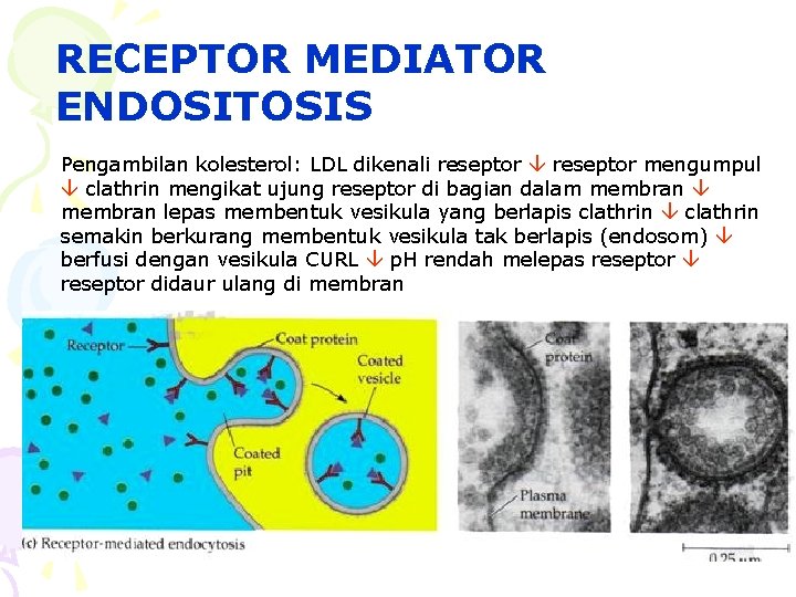 RECEPTOR MEDIATOR ENDOSITOSIS Pengambilan kolesterol: LDL dikenali reseptor mengumpul clathrin mengikat ujung reseptor di