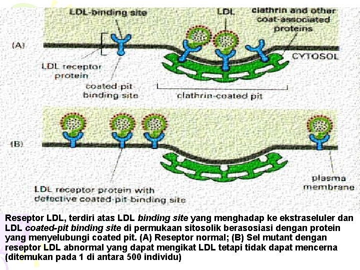 Reseptor LDL, terdiri atas LDL binding site yang menghadap ke ekstraseluler dan LDL coated-pit