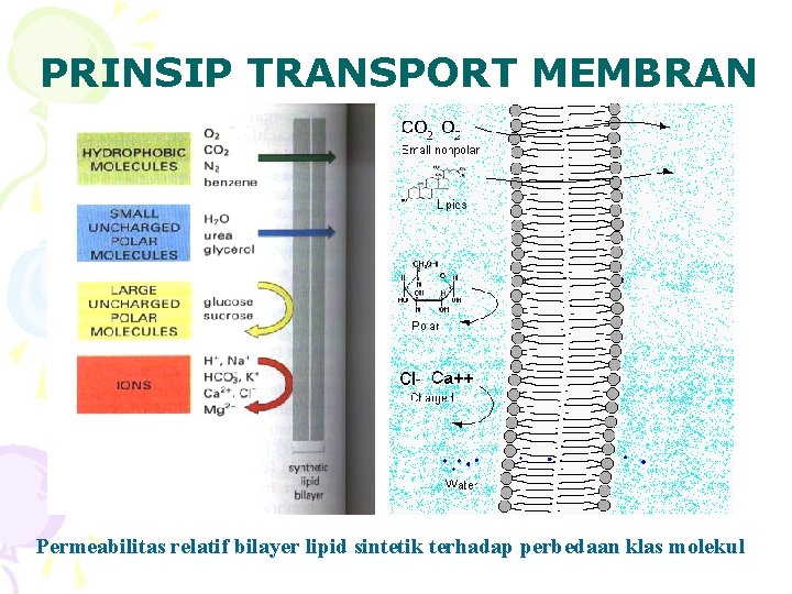 PRINSIP TRANSPORT MEMBRAN Permeabilitas relatif bilayer lipid sintetik terhadap perbedaan klas molekul 