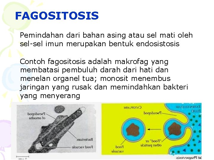 FAGOSITOSIS Pemindahan dari bahan asing atau sel mati oleh sel-sel imun merupakan bentuk endosistosis