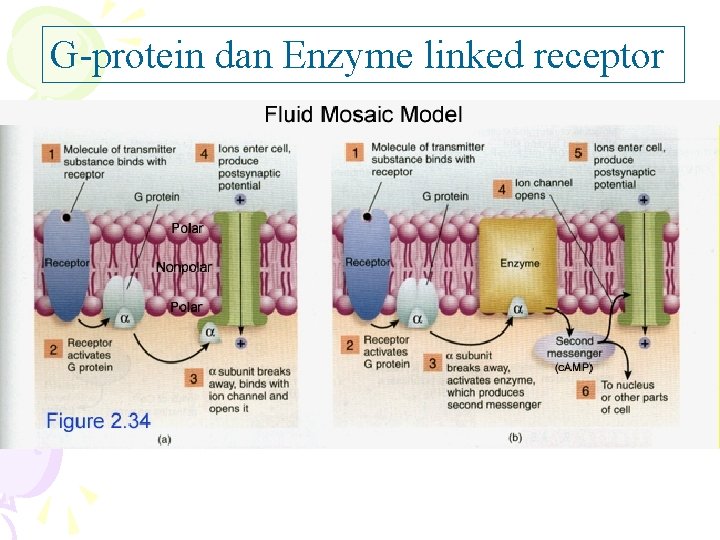 G-protein dan Enzyme linked receptor 