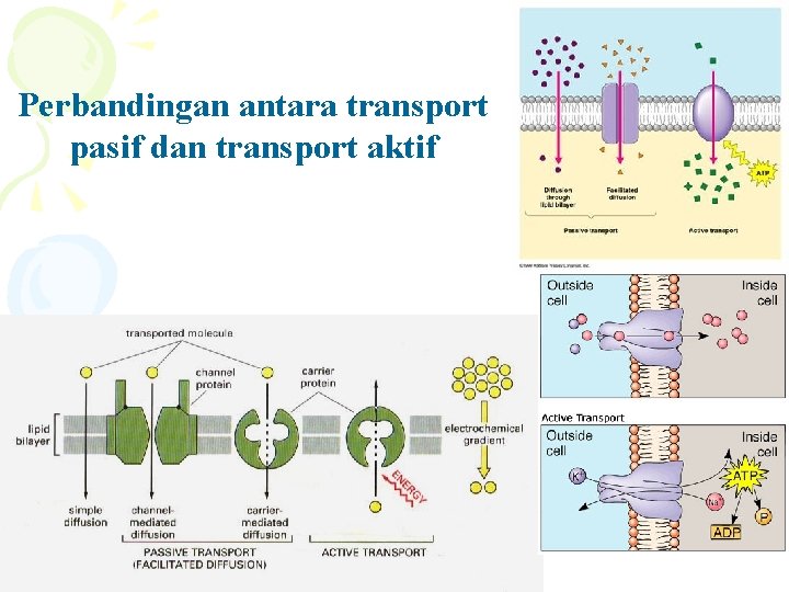 Perbandingan antara transport pasif dan transport aktif 