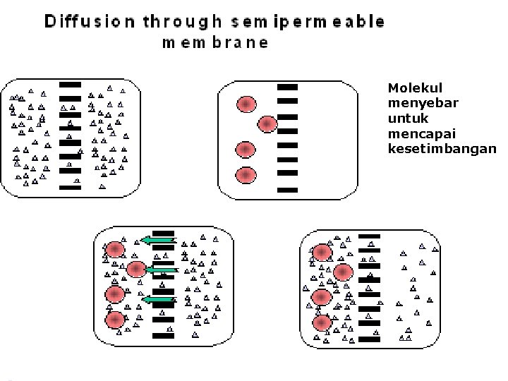 Molekul menyebar untuk mencapai kesetimbangan 