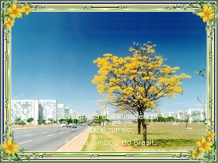 Esplanada dos Ministérios, Ipê Amarelo, árvore símbolo do Brasil. 