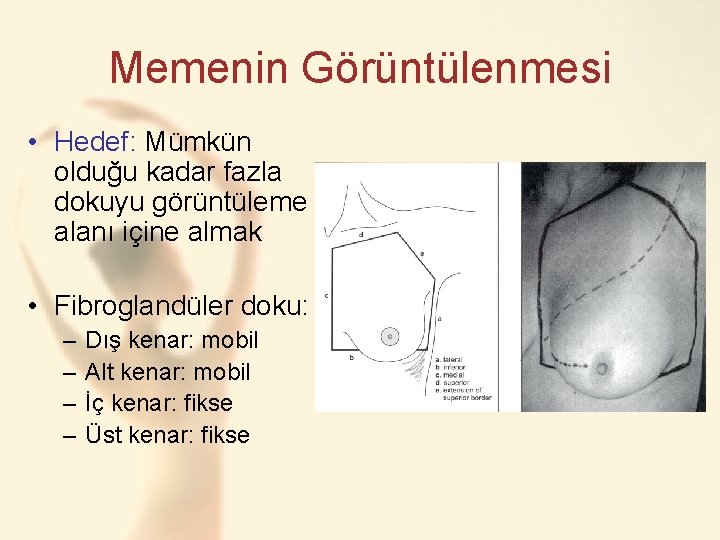 Memenin Görüntülenmesi • Hedef: Mümkün olduğu kadar fazla dokuyu görüntüleme alanı içine almak •