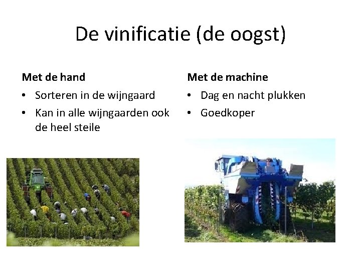 De vinificatie (de oogst) Met de hand Met de machine • Sorteren in de