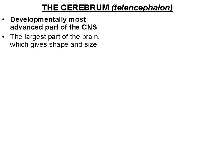 THE CEREBRUM (telencephalon) • Developmentally most advanced part of the CNS • The largest