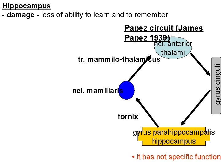 Hippocampus - damage - loss of ability to learn and to remember Papez circuit