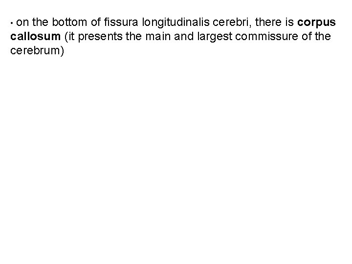  • on the bottom of fissura longitudinalis cerebri, there is corpus callosum (it