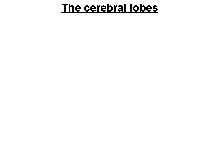 The cerebral lobes 
