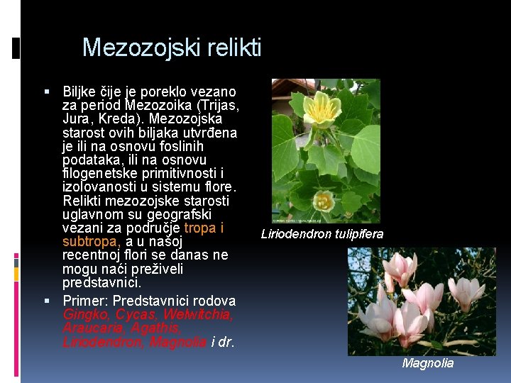 Mezozojski relikti Biljke čije je poreklo vezano za period Mezozoika (Trijas, Jura, Kreda). Mezozojska