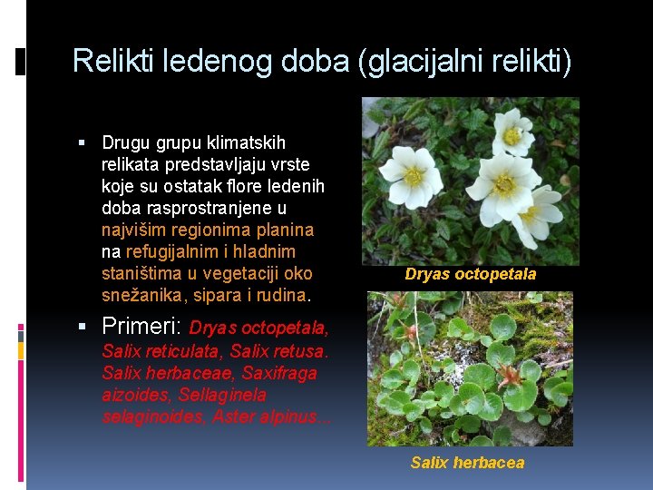 Relikti ledenog doba (glacijalni relikti) Drugu grupu klimatskih relikata predstavljaju vrste koje su ostatak