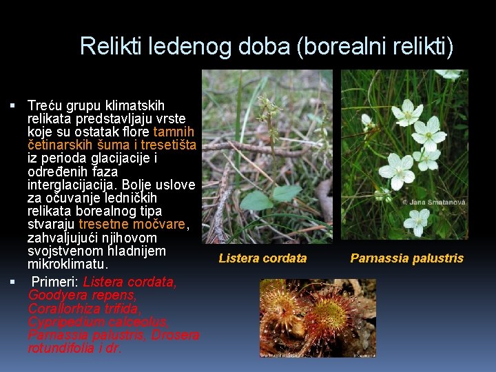 Relikti ledenog doba (borealni relikti) Treću grupu klimatskih relikata predstavljaju vrste koje su ostatak