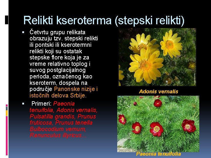 Relikti kseroterma (stepski relikti) Četvrtu grupu relikata obrazuju tzv. stepski relikti ili pontski ili