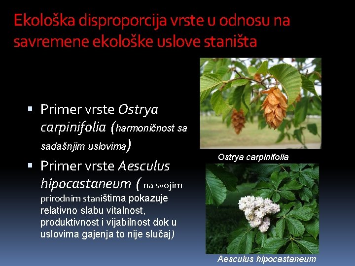 Ekološka disproporcija vrste u odnosu na savremene ekološke uslove staništa Primer vrste Ostrya carpinifolia