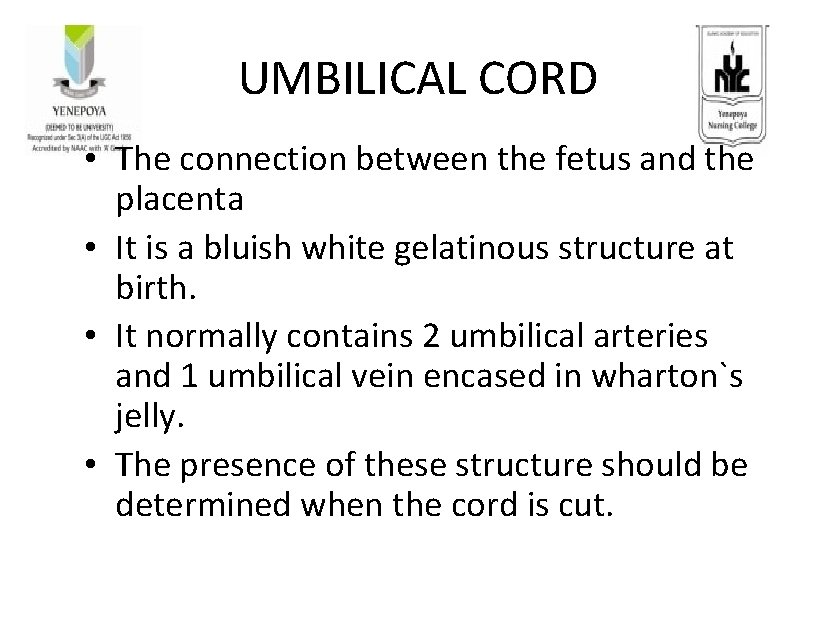 UMBILICAL CORD • The connection between the fetus and the placenta • It is