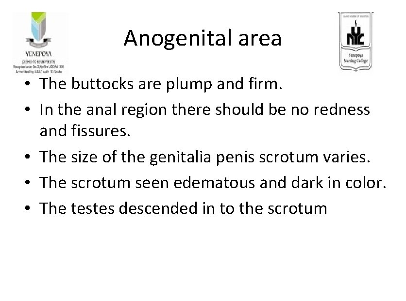 Anogenital area • The buttocks are plump and firm. • In the anal region
