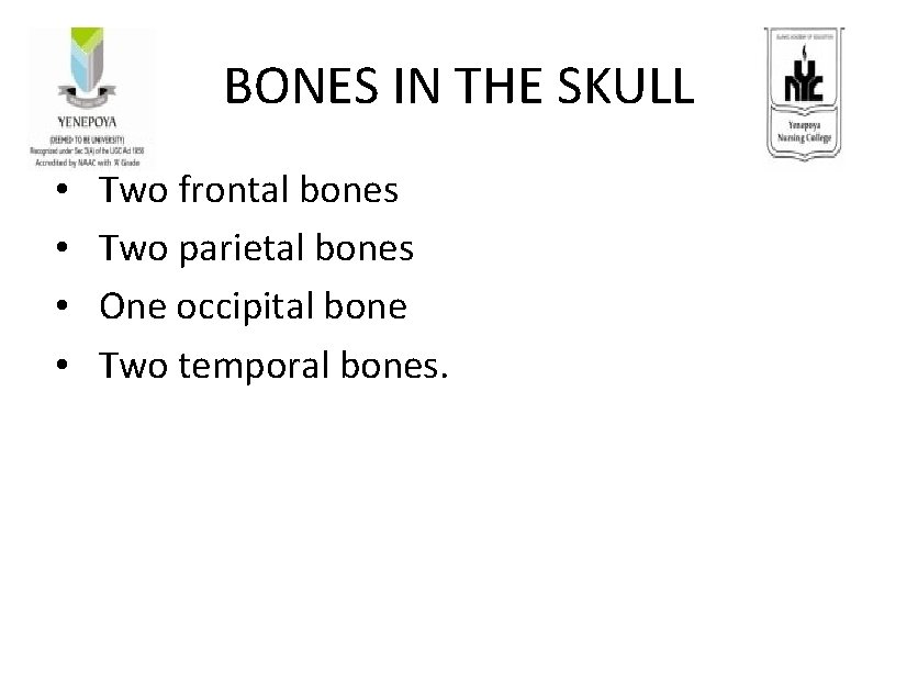 BONES IN THE SKULL • • Two frontal bones Two parietal bones One occipital