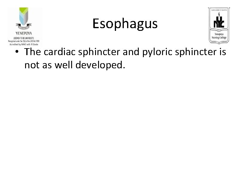 Esophagus • The cardiac sphincter and pyloric sphincter is not as well developed. 