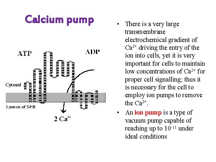 Calcium pump • There is a very large transmembrane electrochemical gradient of Ca 2+