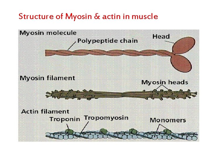 Structure of Myosin & actin in muscle 