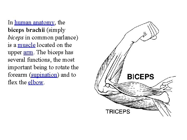 In human anatomy, the biceps brachii (simply biceps in common parlance) is a muscle