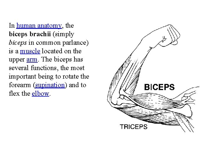 In human anatomy, the biceps brachii (simply biceps in common parlance) is a muscle In human anatomy, the biceps brachii (simply biceps in common parlance) is a muscle