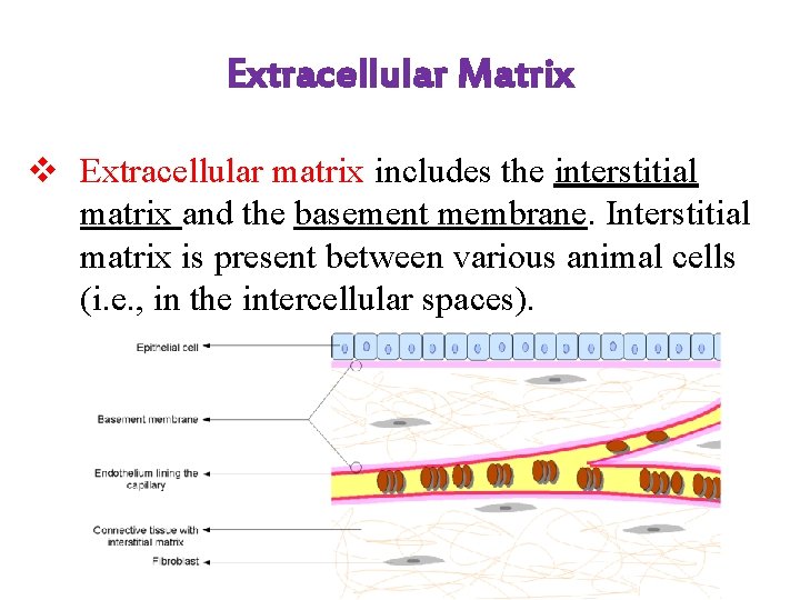 Extracellular Matrix v Extracellular matrix includes the interstitial matrix and the basement membrane. Interstitial
