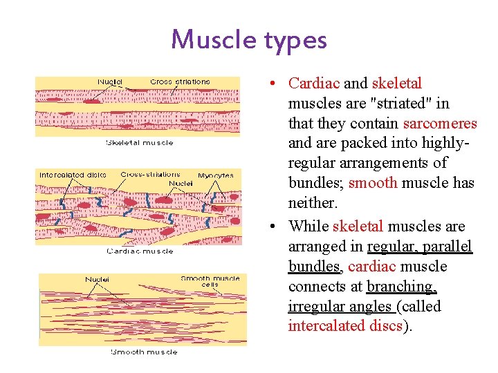 Muscle types • Cardiac and skeletal muscles are "striated" in that they contain sarcomeres