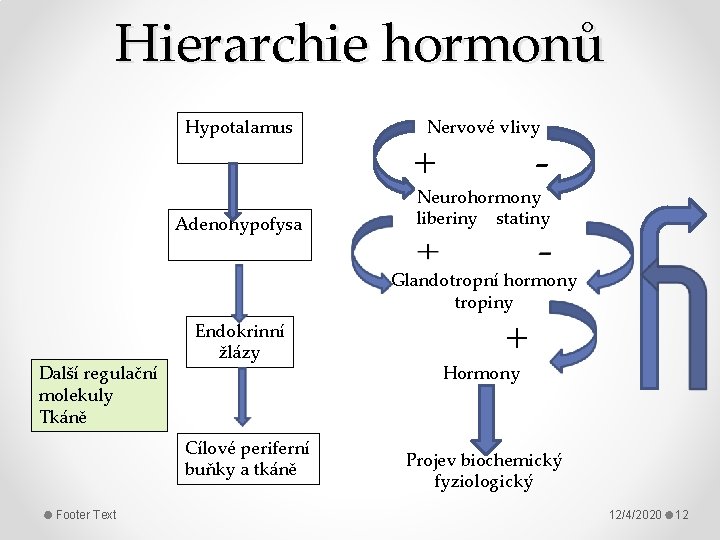 Hierarchie hormonů Hypotalamus Adenohypofysa Nervové vlivy + - Neurohormony liberiny statiny Glandotropní hormony tropiny