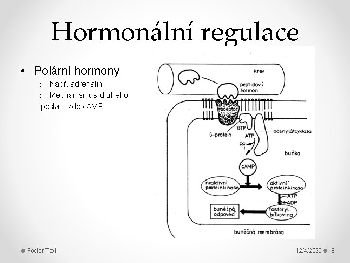 Hormonální regulace • Polární hormony o Např. adrenalin o Mechanismus druhého posla – zde