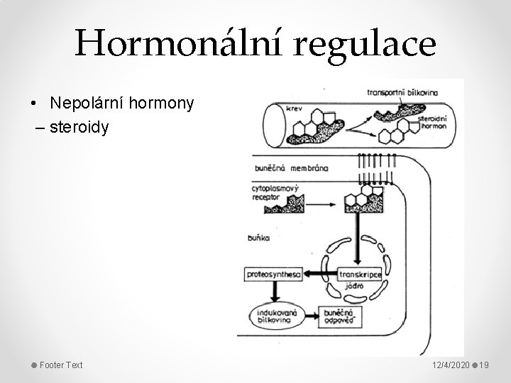 Hormonální regulace • Nepolární hormony – steroidy Footer Text 12/4/2020 19 