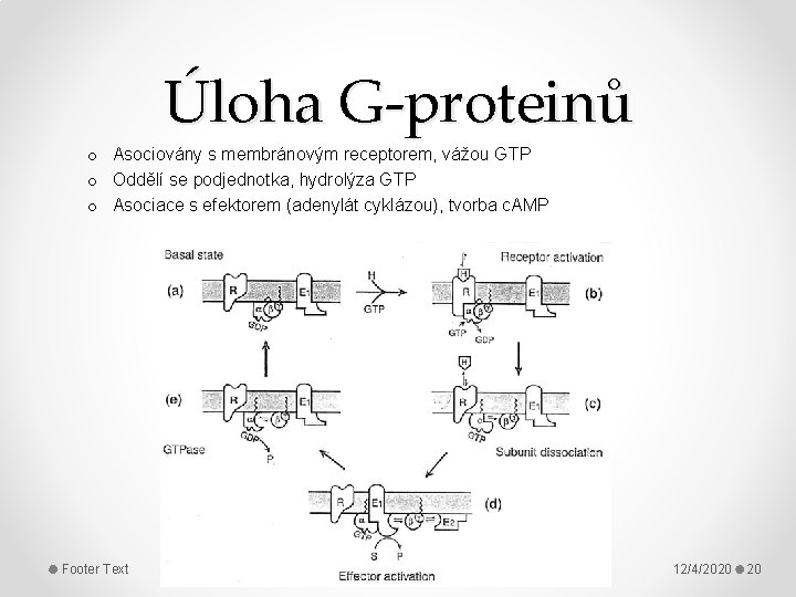 Úloha G-proteinů o Asociovány s membránovým receptorem, vážou GTP o Oddělí se podjednotka, hydrolýza