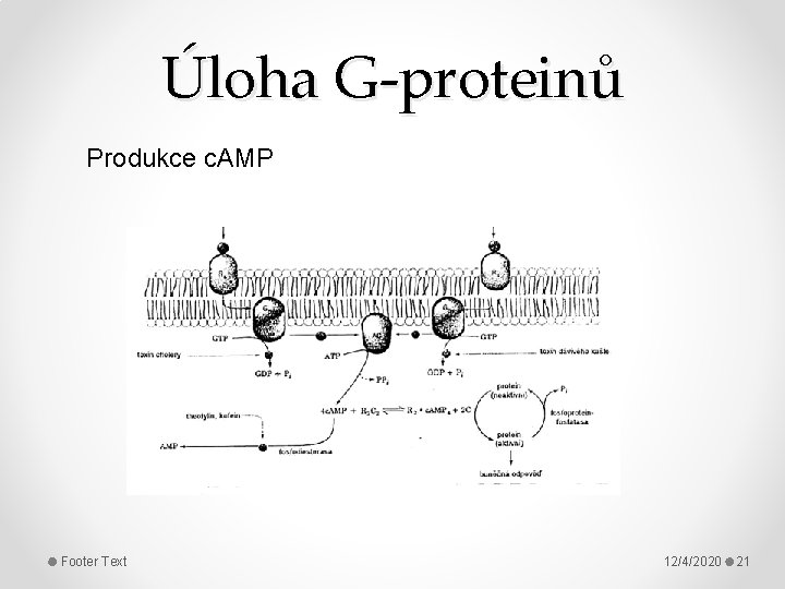 Úloha G-proteinů Produkce c. AMP Footer Text 12/4/2020 21 