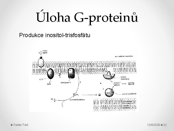 Úloha G-proteinů Produkce inositol-trisfosfátu Footer Text 12/4/2020 22 