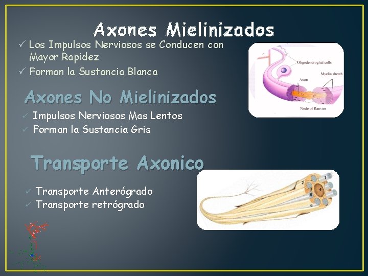 Axones Mielinizados ü Los Impulsos Nerviosos se Conducen con Mayor Rapidez ü Forman la