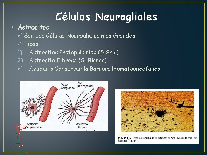  • Astrocitos Células Neurogliales ü Son Las Células Neurogliales mas Grandes ü Tipos: