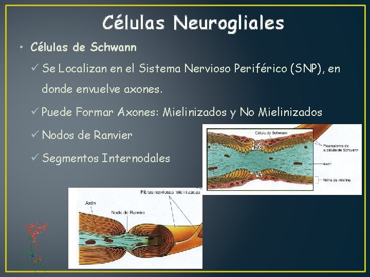 Células Neurogliales • Células de Schwann ü Se Localizan en el Sistema Nervioso Periférico