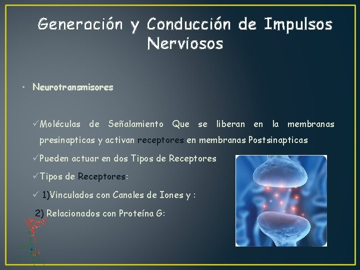 Generación y Conducción de Impulsos Nerviosos • Neurotransmisores üMoléculas de Señalamiento Que se liberan