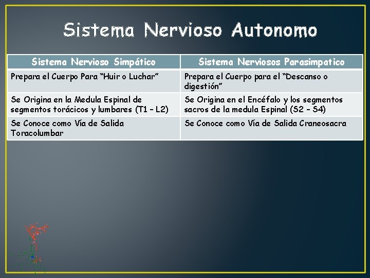 Sistema Nervioso Autonomo Sistema Nervioso Simpático Sistema Nerviosos Parasimpatico Prepara el Cuerpo Para “Huir