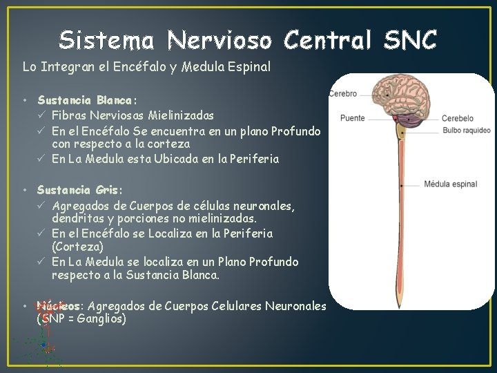Sistema Nervioso Central SNC Lo Integran el Encéfalo y Medula Espinal • Sustancia Blanca: