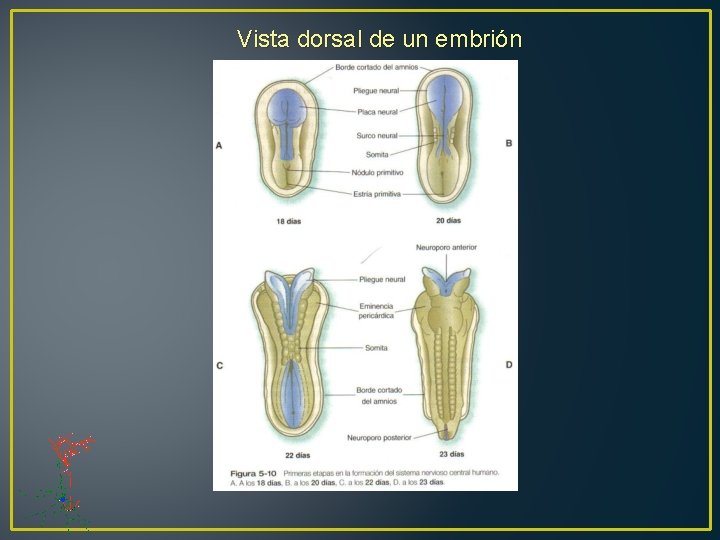 Vista dorsal de un embrión 