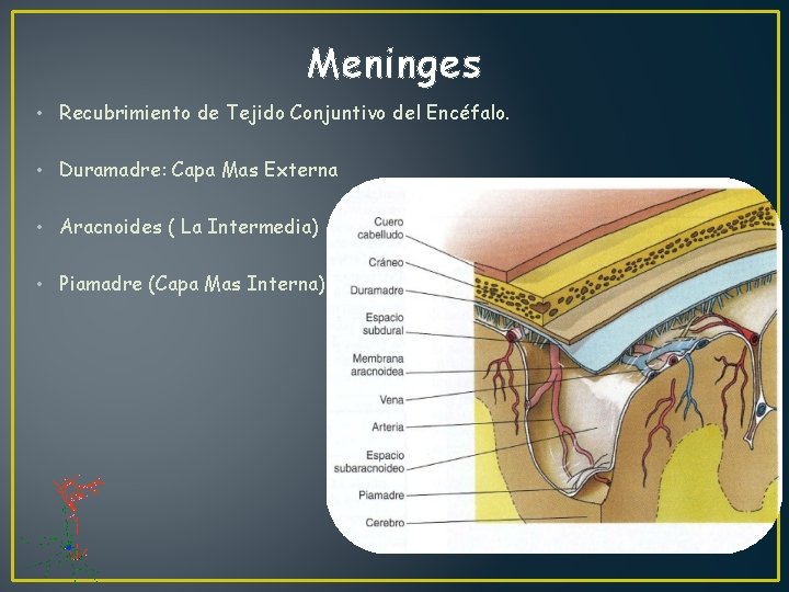 Meninges • Recubrimiento de Tejido Conjuntivo del Encéfalo. • Duramadre: Capa Mas Externa •