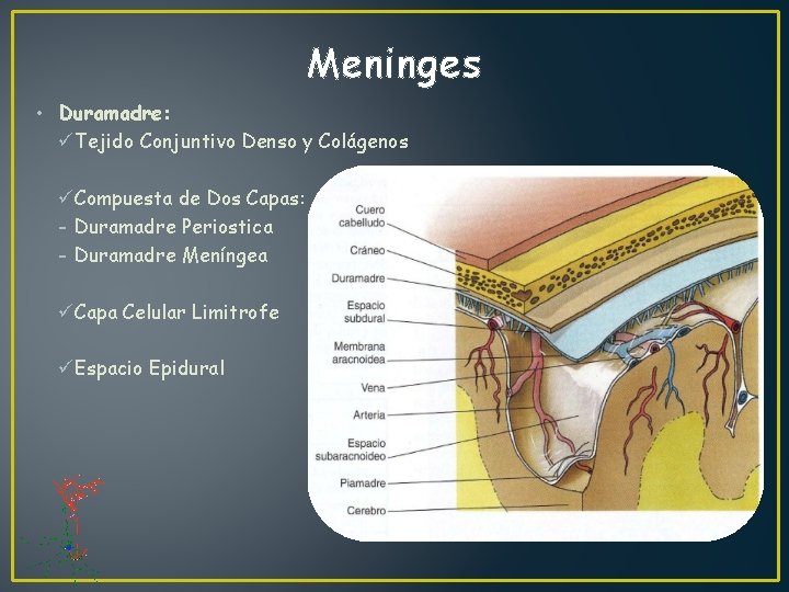 Meninges • Duramadre: üTejido Conjuntivo Denso y Colágenos üCompuesta de Dos Capas: - Duramadre